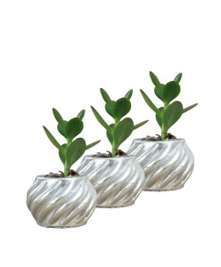 Mini Çiçek Saksı Küçük Sukulent Gümüş Kaktüs Saksısı 3'lü Set Kalın Çizgili Spiral Model